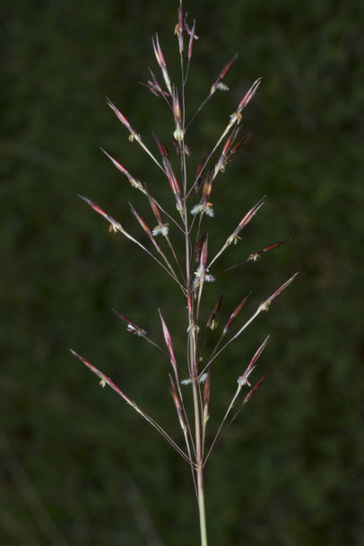 close shot van wilde chrysopogon aciculatus gras - Foto, afbeelding