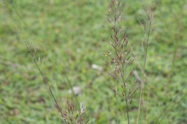 close shot van wilde chrysopogon aciculatus gras - Foto, afbeelding