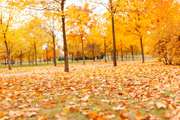 Autumn park - Foto, Bild