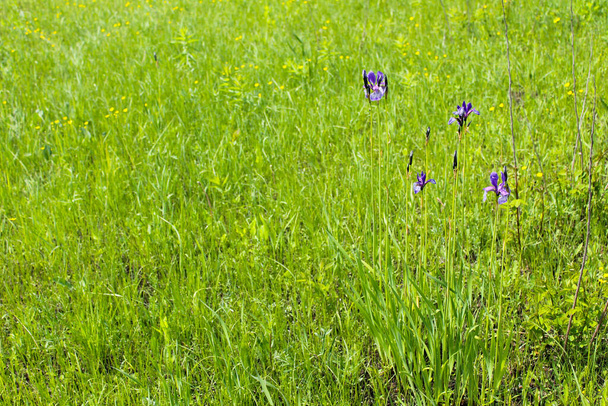 Wilde blaue Irisblüten - Foto, Bild