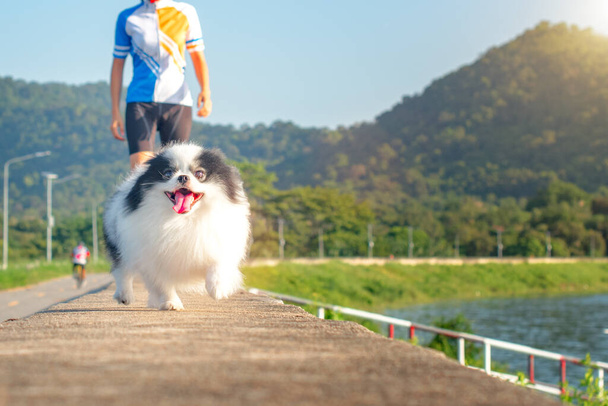 Pupper dof running away from the owner, escape away freedom in self-indulgent, running follow to catch up - Foto, afbeelding
