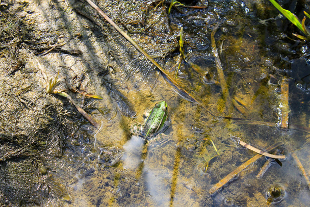 Frogs in the swamp - Photo, Image