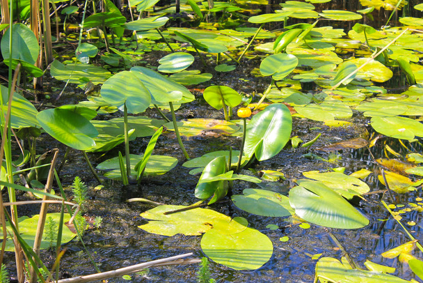 Flores amarelas da água (Nuphar Lutea
) - Foto, Imagem