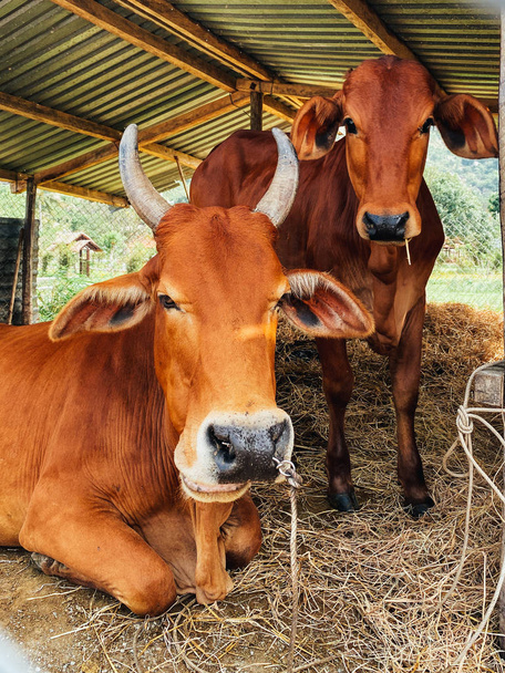 Cattle. Cow close-up, red-brown cow lies in the corral - 写真・画像