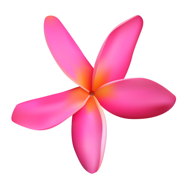 Pink plumeria flower - Vector, Image