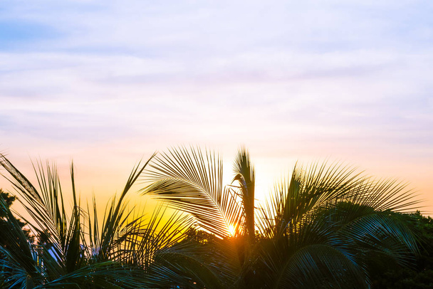 Beau coucher de soleil autour du ciel de palmier avec espace de copie
 - Photo, image