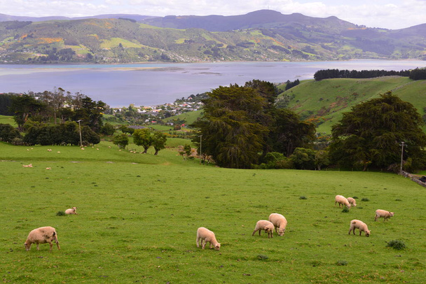 Sheep grazing on pasture in Dunedin, New Zealand - Fotó, kép