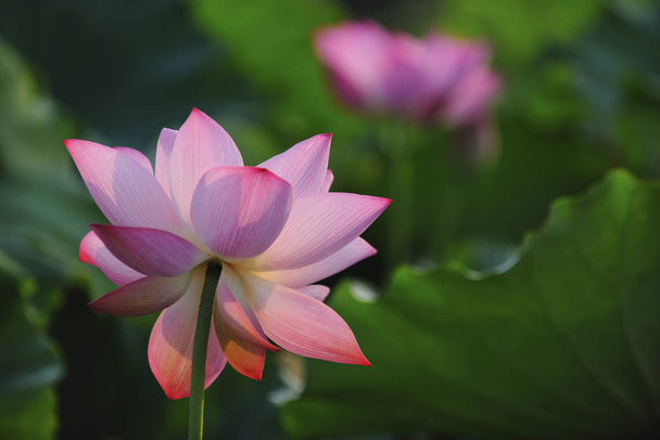 Lähikuva vaaleanpunainen Lotus
 - Valokuva, kuva