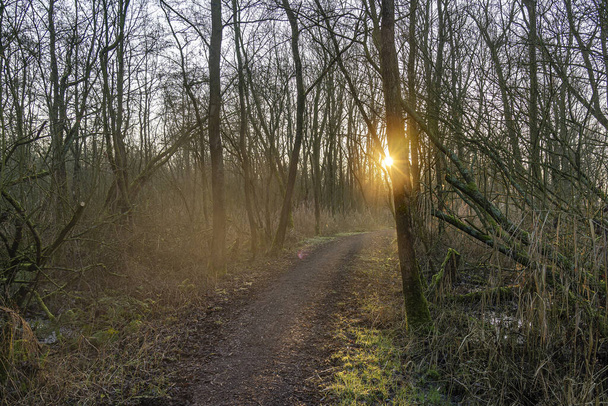 The low morning sun shines through the bare trees of this wet primeval forest - 写真・画像