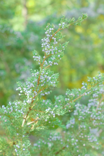 Европейская лиственница (larix decidua) - Фото, изображение