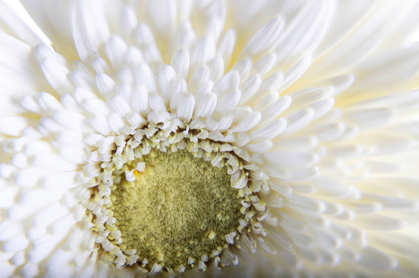 Germini flower white blossom isolated on white background. Shallow depth. Soft toned - Foto, imagen