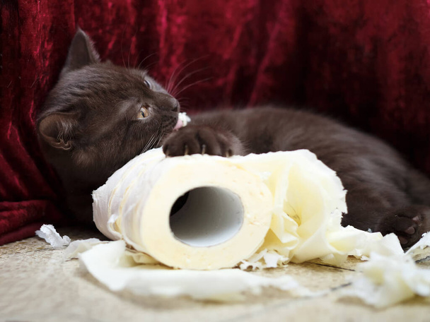 Маленький британский котенок шоколадного цвета кусает рулон туалетной бумаги
 - Фото, изображение