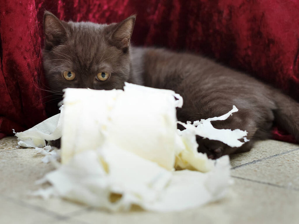 little british kitten of chocolate color sits near a torn roll of toilet paper - Fotoğraf, Görsel