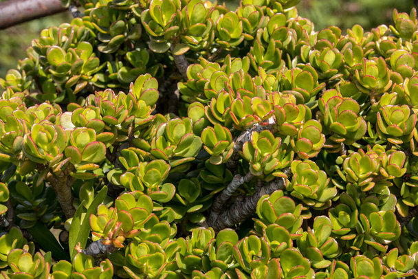 Miniature succulent plants in garden on Madeira. Portugal. - Foto, Bild
