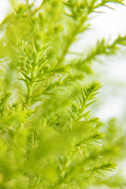 Closeup of Lemon cypress branch isolated on a white background - Foto, afbeelding