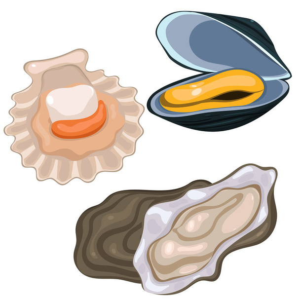 Meeresfrüchte-Sammlung. Jakobsmuschel, Muschel und Auster isoliert auf weißem Hintergrund. Vektorgrafik. - Vektor, Bild