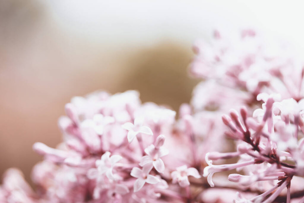šeříkové květy detailní up na jaře - Fotografie, Obrázek
