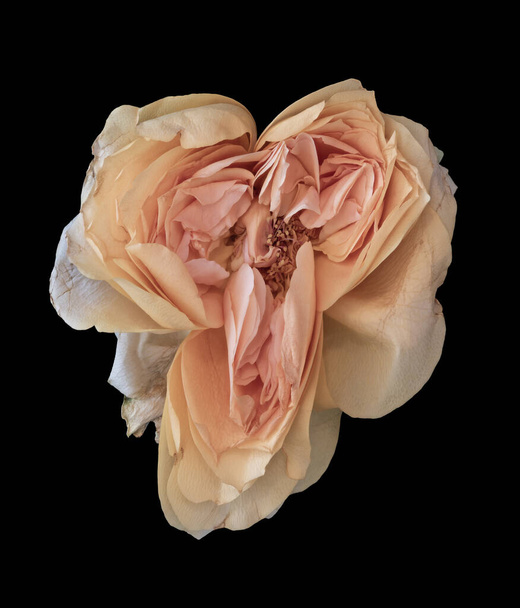 Σουρεαλιστικό παστέλ πορτοκαλί ροζ τριαντάφυλλο ανθίσει μακροεντολή, vintage ζωγραφική - Φωτογραφία, εικόνα