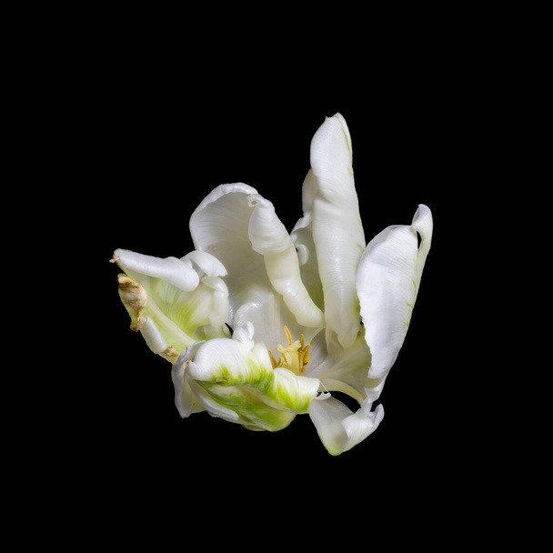 aislado verde blanco veteado loro brillante tulipán flor color macro
 - Foto, Imagen