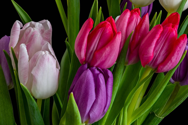 Bouquet de tulipes vibrant macro, fond noir, rose blanc, rouge, violet
 - Photo, image