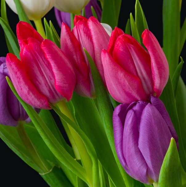 Bouquet de tulipes vibrant macro, fond noir, blanc, rouge, fleurs violettes
 - Photo, image