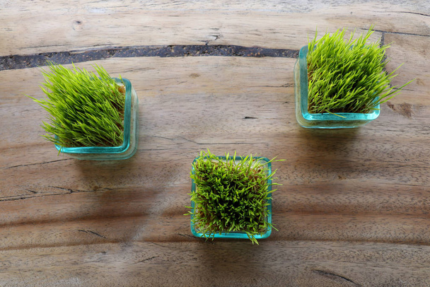 Riisikasvit lasipannussa. Nuori vihreä riisi kasvi neliön potin o
 - Valokuva, kuva