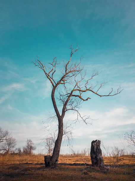 Драматическая сцена, бесплодное одинокое дерево на осеннем лугу. Идиллия
 - Фото, изображение