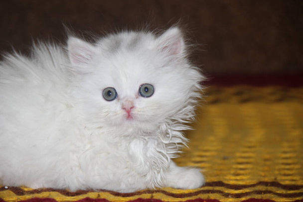 White fluffy Scottish kitten with blue eyes on a Burgundy knitted blanket - Fotoğraf, Görsel