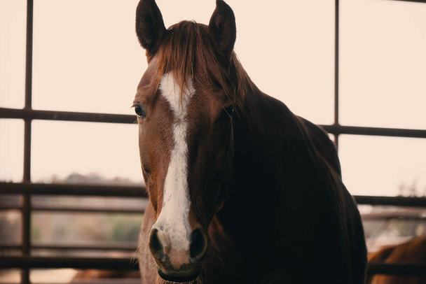 Καφέ άλογο τρίμηνο closeup κοιτάζοντας κάμερα για πορτρέτο. - Φωτογραφία, εικόνα