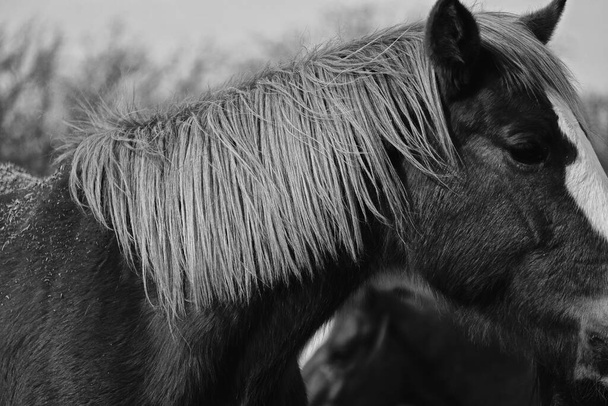 Closeup profile view of mare horse with flaxen mane in rustic black and white. - Photo, Image