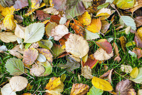 Fallen autumn leaves. Top view for wallpaper - Photo, Image