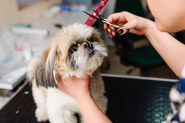 Grooming the dog at the groomer. Veterinary treatments for dogs - Fotoğraf, Görsel