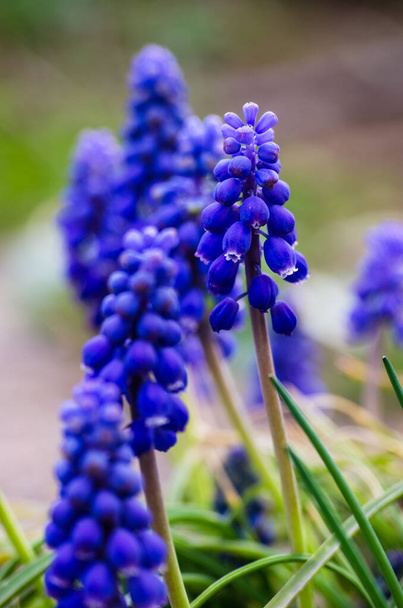 Pequeñas flores de Muscari azul primavera florecen al aire libre
  - Foto, Imagen