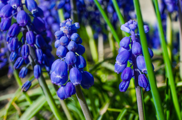 Маленькі весняно-блакитні квіти Мускарі цвітуть на відкритому повітрі
  - Фото, зображення