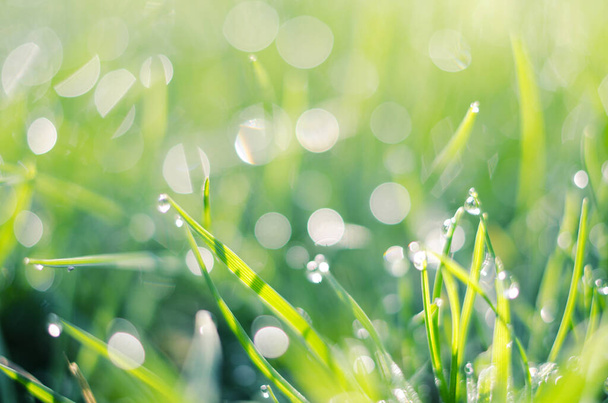 Malé kapky rosy na trávě a krásný zadek na zádech - Fotografie, Obrázek