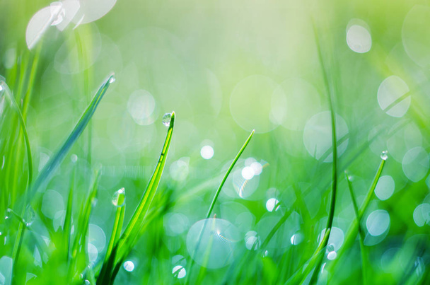 Malé kapky rosy na trávě a krásný zadek na zádech - Fotografie, Obrázek