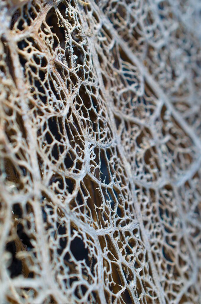 Kurumuş yaprağın hassas ve karmaşık yapısı - Fotoğraf, Görsel