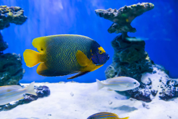 Tropical discute el Síndrome de los peces cerca del arrecife de coral como fondo de vida marina submarina natural. - Foto, imagen