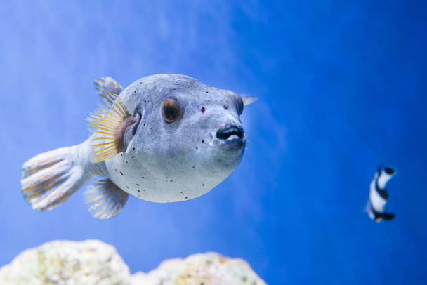 Fugu puffer blowfish fish Arothron Hispidus in aquarium as nature underwater sea life background - Фото, изображение