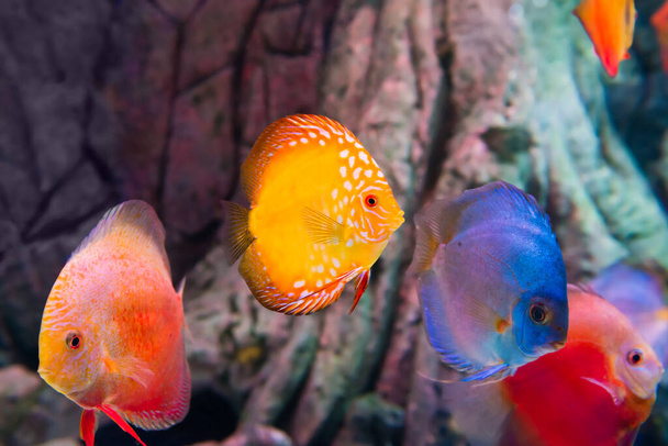 Tropical colorful fishes Symphysodon in aquarium as nature underwater sea life background - Fotó, kép