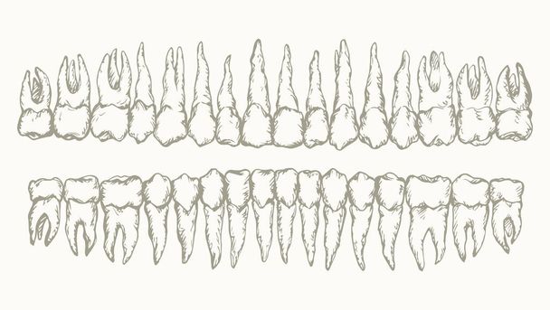 A disposição dos dentes. Desenho vetorial
 - Vetor, Imagem