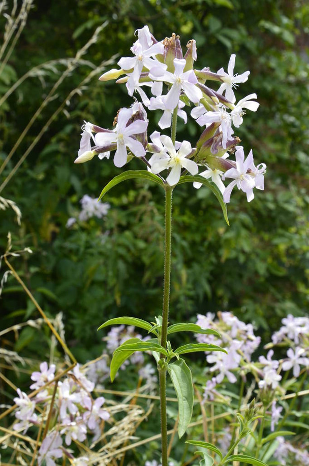 Speckkraut weiße Blüten im Sommergarten. - Foto, Bild