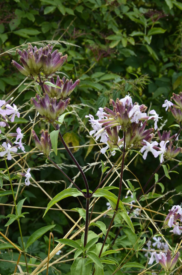 soapwort white flowers in summer garden. - Photo, Image