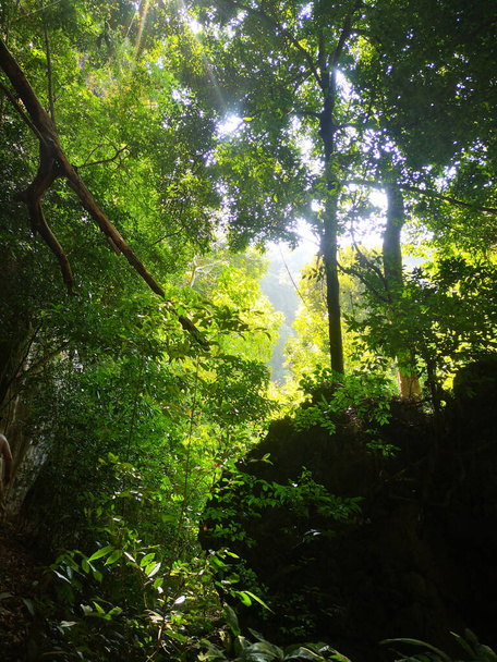 Głęboki widok dzikiej dżungli z palmami i egzotycznych roślin - Zdjęcie, obraz