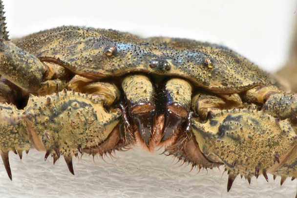 Amblypygi es un antiguo orden de arácnidos artrópodos quelicerados, arañas látigo, escorpiones látigo sin cola - Foto, Imagen