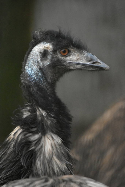 Dromaius novaehollandiae, Emu-lintu - Valokuva, kuva