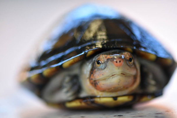 Şirin bir çamur kaplumbağası, Kinosternon lökostomi annesi. - Fotoğraf, Görsel