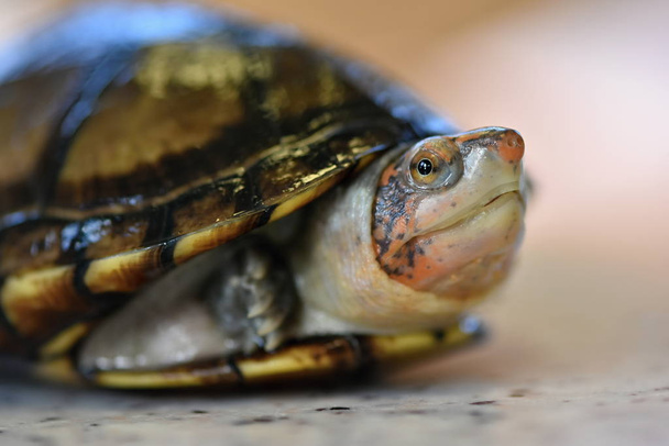 Uma tartaruga lama bonito, Kinosternon leucostomum - Foto, Imagem