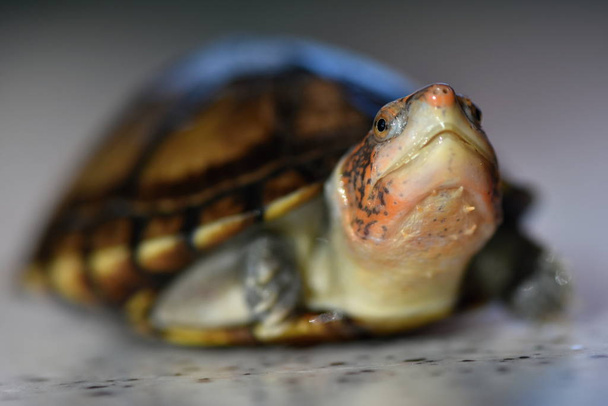 Una linda tortuga de barro, Kinosternon leucostomum - Foto, Imagen