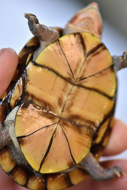 Une jolie tortue boueuse, Kinosternon leucostomum - Photo, image